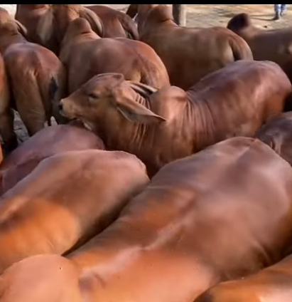 Beef farming in Kenya supported by affordable and efficient feed choppers