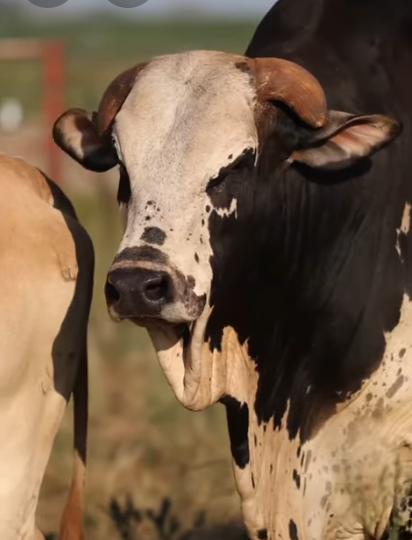 Beef farming in Kenya supported by affordable and efficient electric feed choppers and chaff cutters